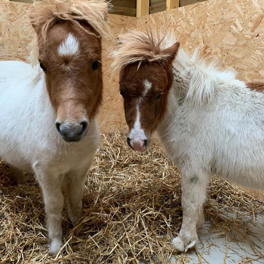 מלון אינברגורדון Delny Glamping And Farm Animals מראה חיצוני תמונה