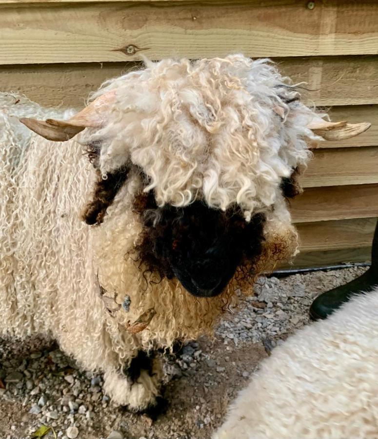 מלון אינברגורדון Delny Glamping And Farm Animals מראה חיצוני תמונה