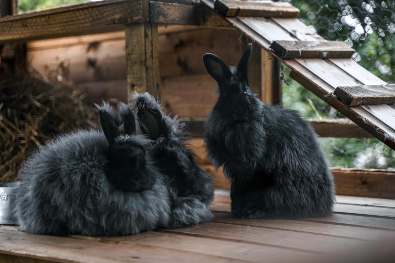 מלון אינברגורדון Delny Glamping And Farm Animals מראה חיצוני תמונה